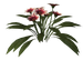 Цветы в PNG