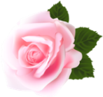 Rose_Pink_PNG_Clip_Art (147x138, 32Kb)